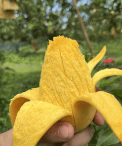 Alternative view of কাটিমন আম (Katimon Mango)