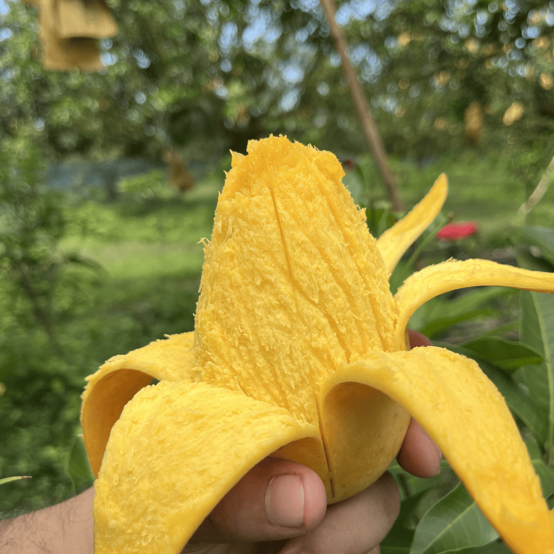 আমের প্যাকেজ