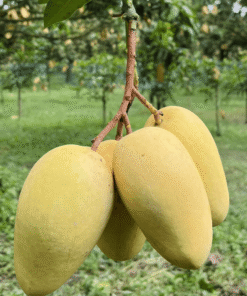 কাটিমন আম (Katimon Mango) - ৬-কেজি