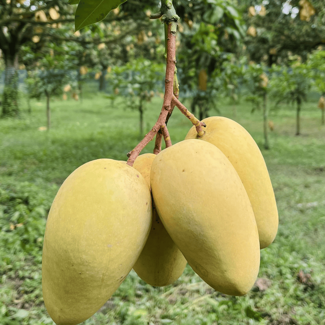 কাটিমন আমের ছবি