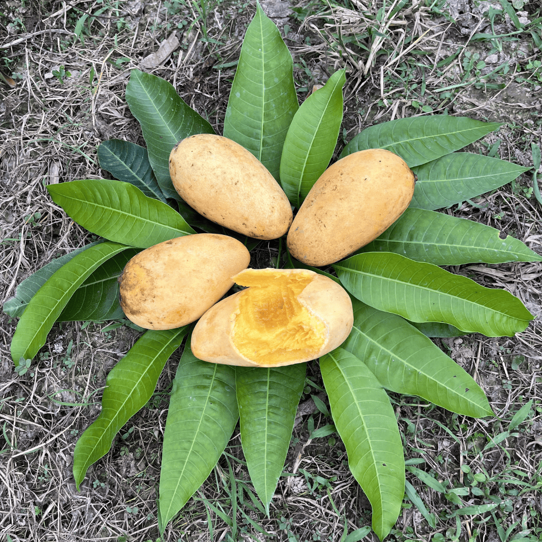 কাটিমন আম