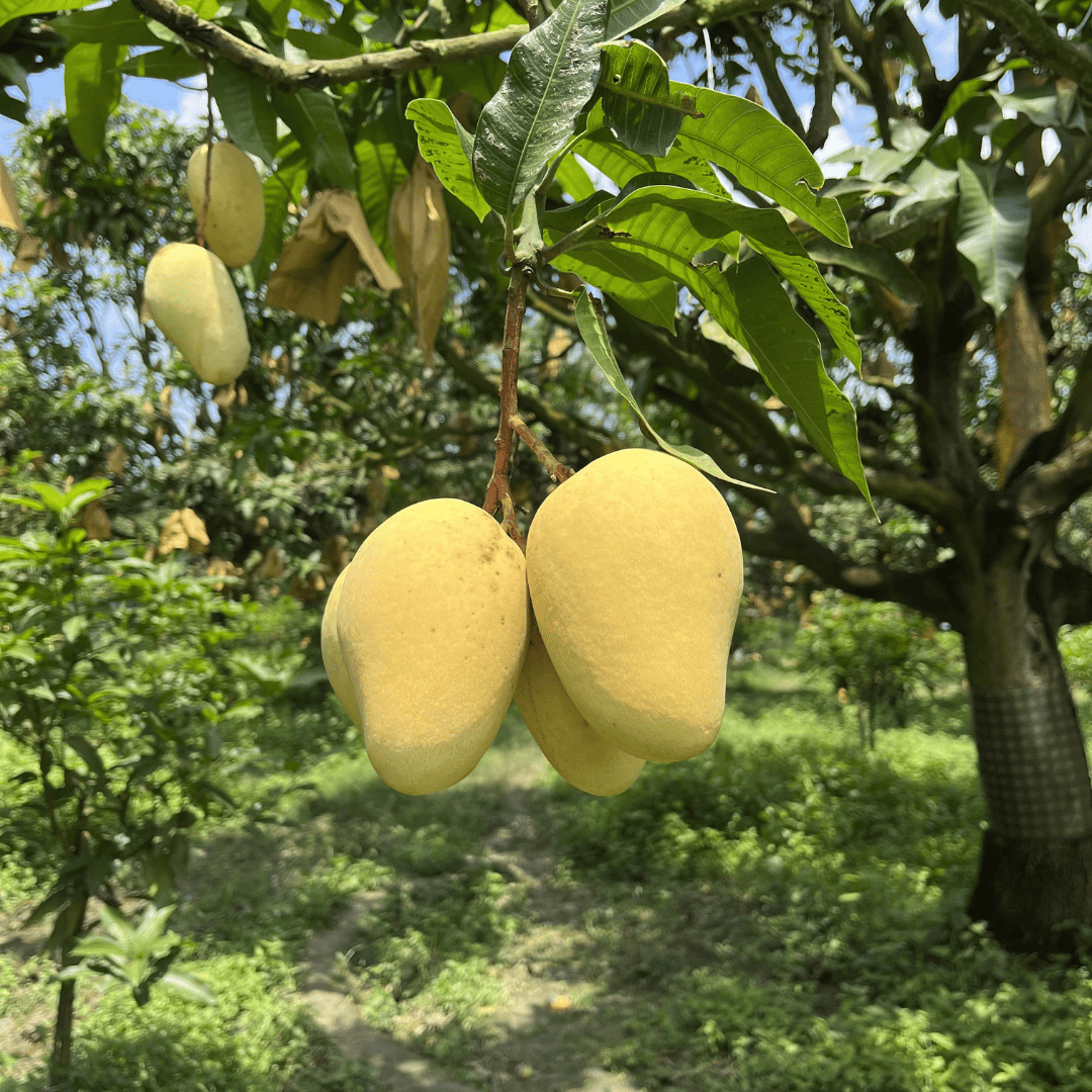 তাজা কাটিমন আম